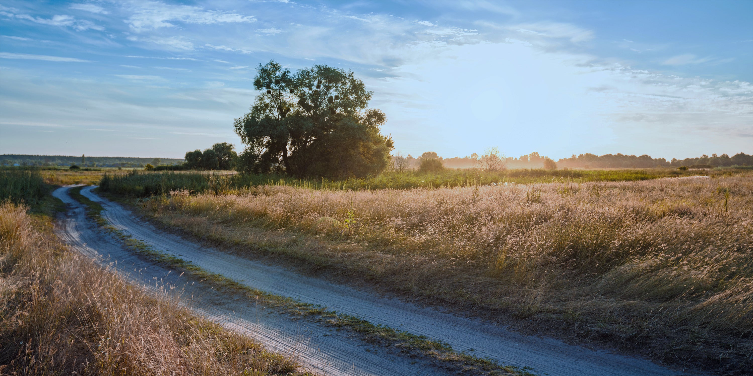 Winding dirt road through a field with a large tree in the distance under a blue sky.